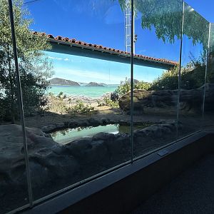 Komodo Dragon Exhibit #2