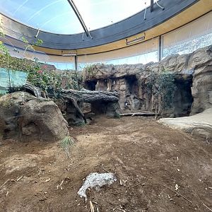 Komodo Dragon Exhibit #3