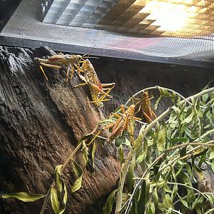 Eastern Lubber Grasshoppers