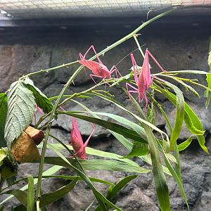 Oblong-winged Katydids