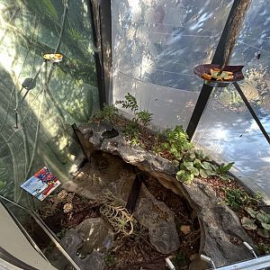 Coconut Crab Exhibit - Wildlife Explorers Basecamp