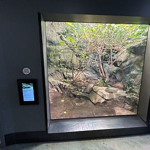 Fijian Banded Iguana Exhibit - Wildlife Explorers Basecamp