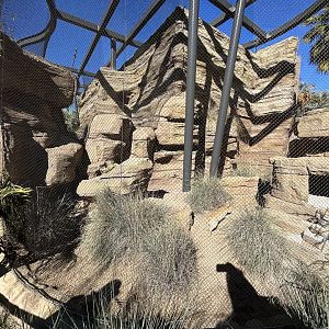 Fennec Fox Exhibit - Wildlife Explorers Basecamp