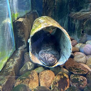 Chinese Giant Salamander