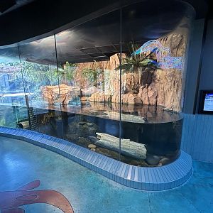 Chinese Giant Salamander Exhibit - Wildlife Explorers Basecamp