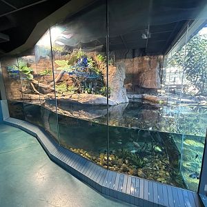 South American Lungfish Exhibit - Wildlife Explorers Basecamp
