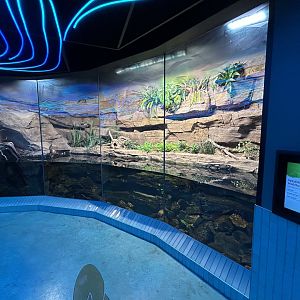 Caiman Lizard Exhibit (off-display) - Wildlife Explorers Basecamp