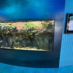 Sunburst Diving Beetle Exhibit - Wildlife Explorers Basecamp