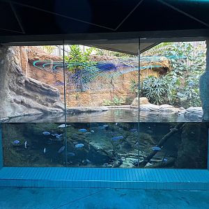 Dwarf Caiman Exhibit - Wildlife Explorers Basecamp