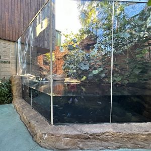 Dwarf Caiman Exhibit - Wildlife Explorers Basecamp