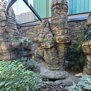 Burmese Star Tortoise Exhibit - Wildlife Explorers Basecamp