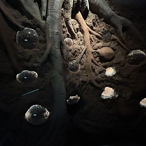 Leaf-cutter Exhibit - Wildlife Explorers Basecamp