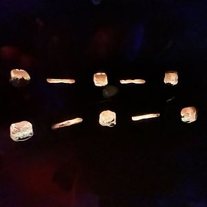 Naked Mole-rat Exhibit - Wildlife Explorers Basecamp