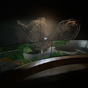 Golden Orb Weaver Exhibit - Wildlife Explorers Basecamp