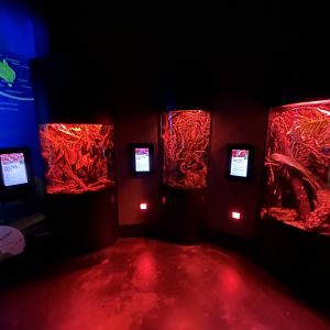 Nocturnal Insect Exhibits - Wildlife Explorers Basecamp