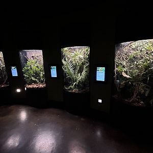 Exhibits in Spineless Marvels - Wildlife Explorers Basecamp