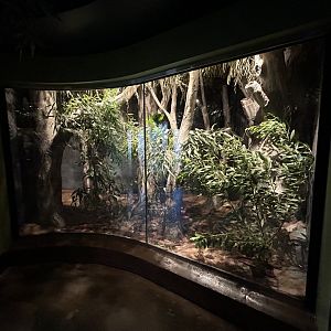 Goliath Stick Insect Exhibit - Wildlife Explorers Basecamp