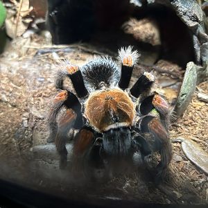 Mexican Fireleg Tarantula