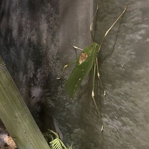 Giant Log-legged Katydid