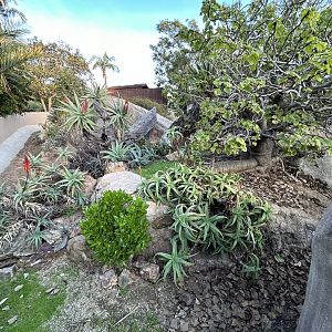 Leopard Tortoise Exhibit - Reptile Walk