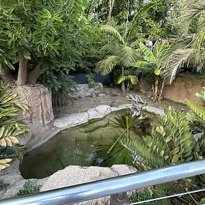 Chinese Alligator Exhibit - Reptile Walk