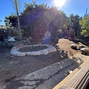 Galapagos Tortoise Exhibit - Reptile Walk