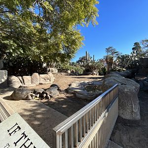 Galapagos Tortoise Exhibit - Reptile Walk