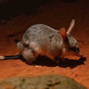Bilby