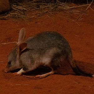 Bilby