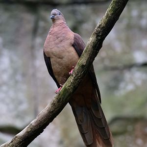 Brown Cuckoo-dove