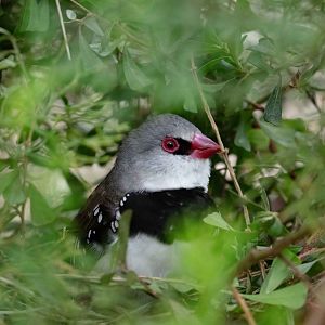 Diamond Firetail