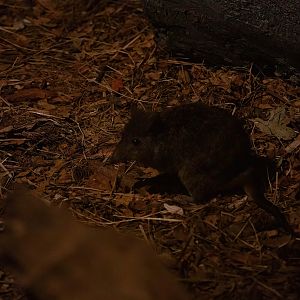 Long-nosed Potoroo