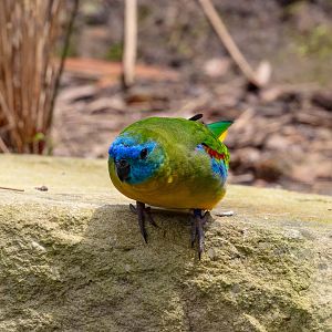 Turquoisine Parrot