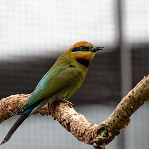 Rainbow Bee-eater