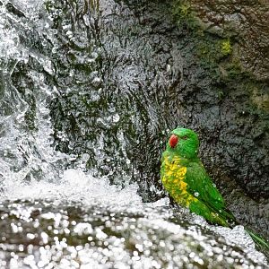 Scaly-breasted Lorikeet