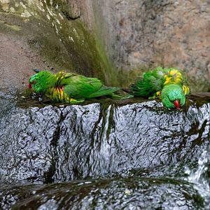 Scaly-breasted Lorikeets
