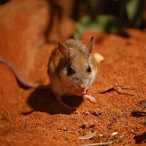 Spinifex Hopping Mouse