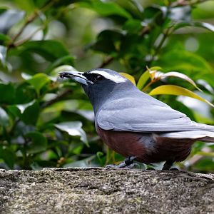 White-browed Woodswallow