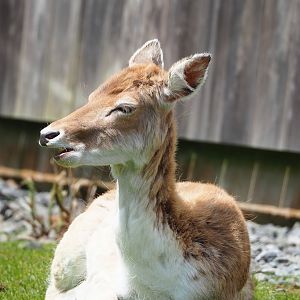 Common fallow deer (Dama dama), 2023-05-16