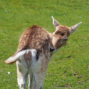 Common fallow deer (Dama dama), 2023-05-16