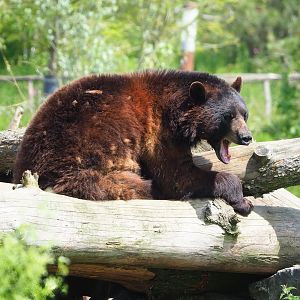 American black bear (Ursus americanus), 2023-05-16