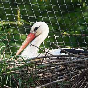 European white stork (Ciconia ciconia ciconia) on nest, 2023-05-16