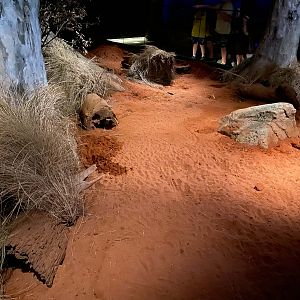 Bilby Exhibit
