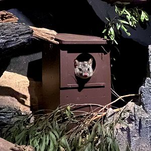 Chuditch (Western Quoll)