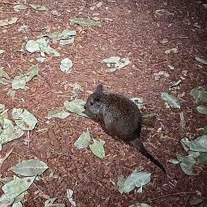 Long-nosed Potoroo