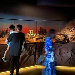 Spinifex Hopping Mice exhibt