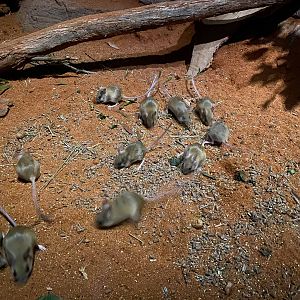 Spinifex Hopping Mice
