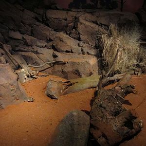 Fat-tailed Dunnart enclosure