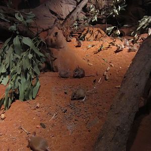 Spinifex Hopping Mouse enclosure