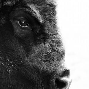 Black and white European Bison portrait- 8th January 2024